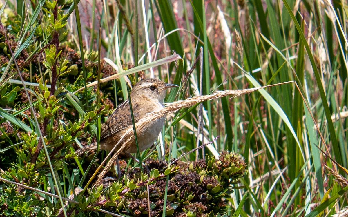 Grass Wren - ML538013661