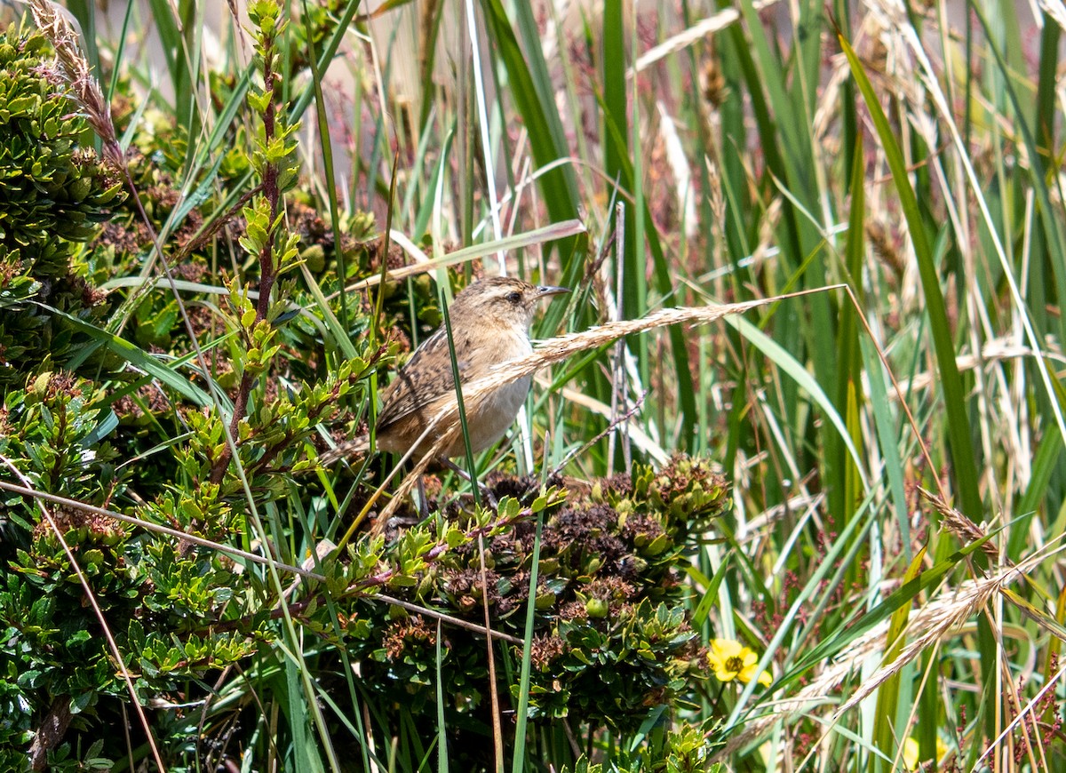 Grass Wren - ML538013671