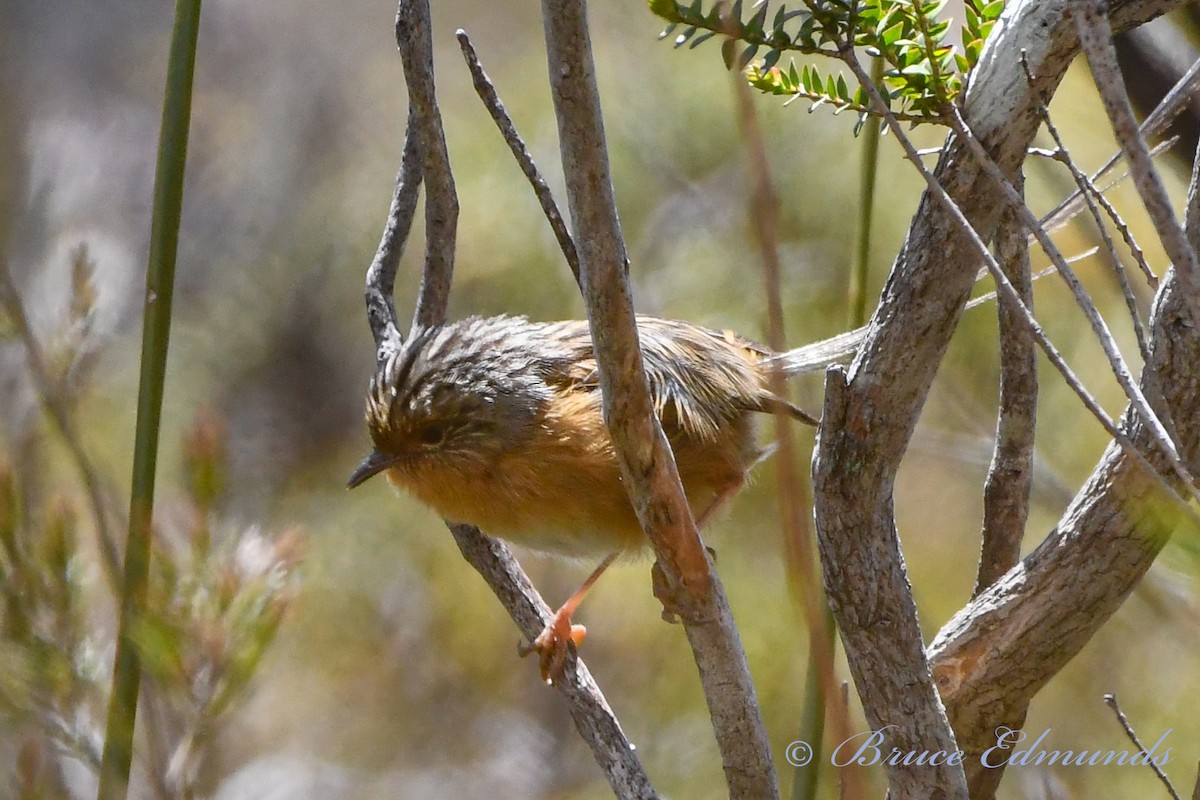 Southern Emuwren - ML538013941