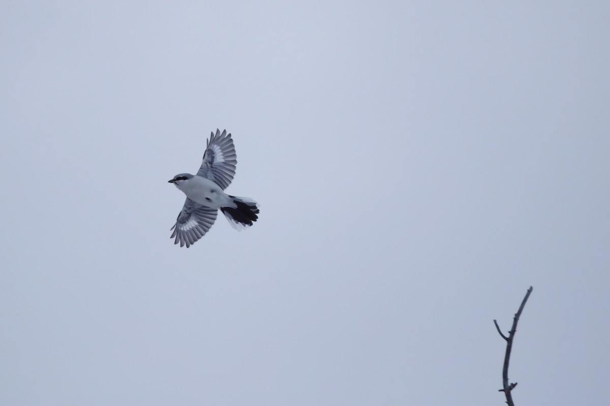 Northern Shrike - ML538014881