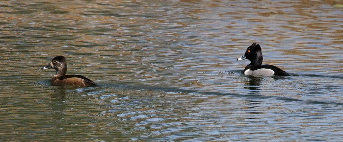 Ring-necked Duck - Terry Hibbitts