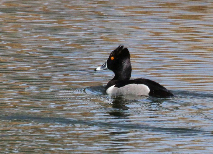 Ring-necked Duck - Terry Hibbitts