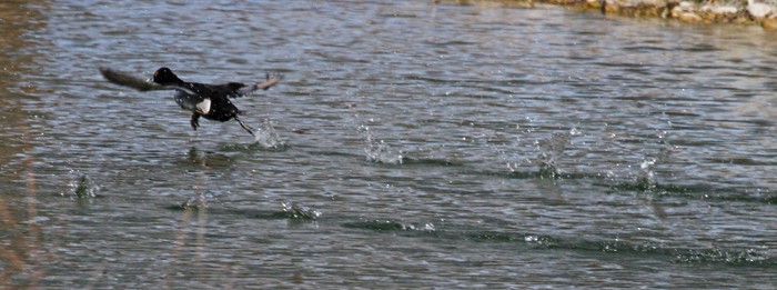 Ring-necked Duck - Terry Hibbitts