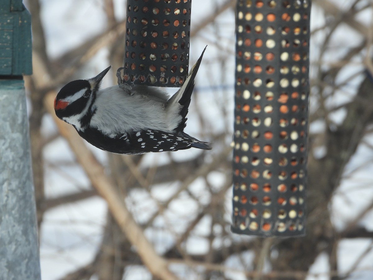 Hairy Woodpecker - Serge Benoit