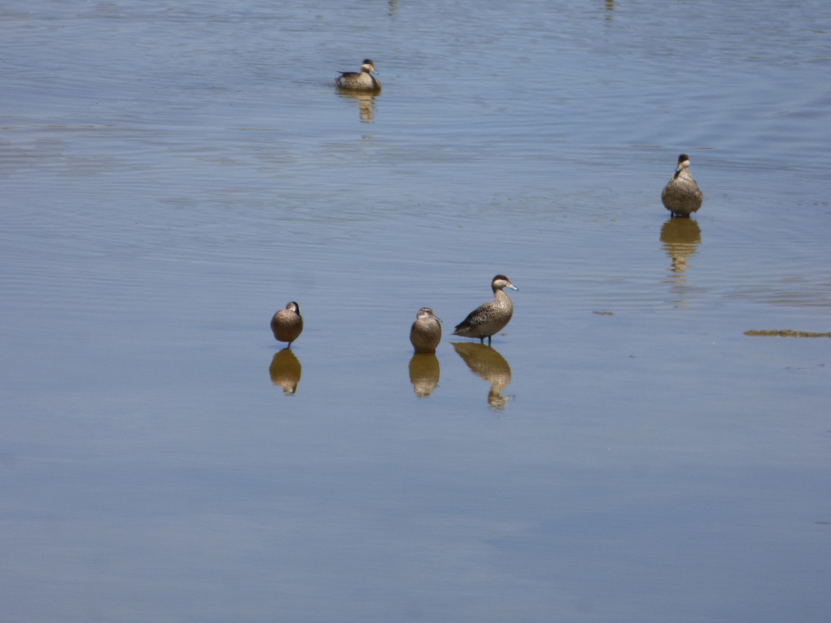 Ringed Teal - ML538016551