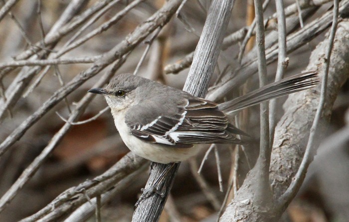 Northern Mockingbird - ML538017461