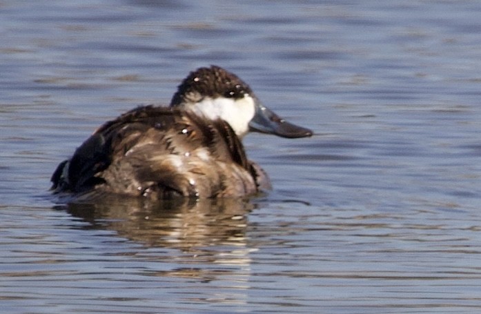 Ruddy Duck - ML538017641