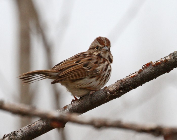 Song Sparrow - Terry Hibbitts