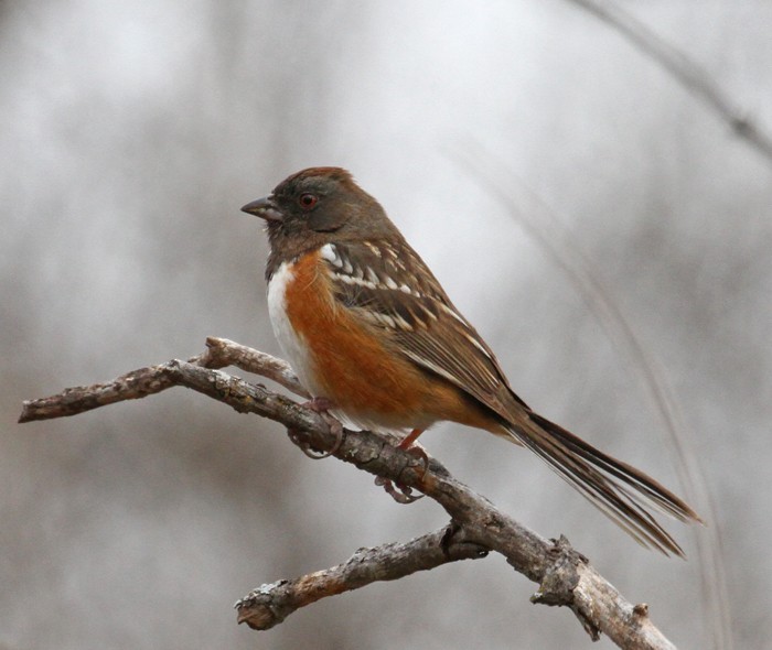 Spotted Towhee - ML538017861