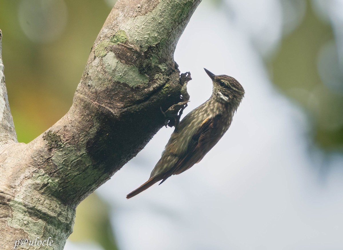 Slender-billed Xenops - ML538017911