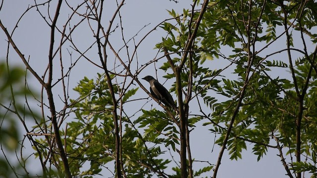 Black-winged Cuckooshrike - ML538018391