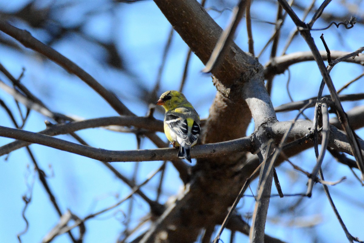 American Goldfinch - ML53801971