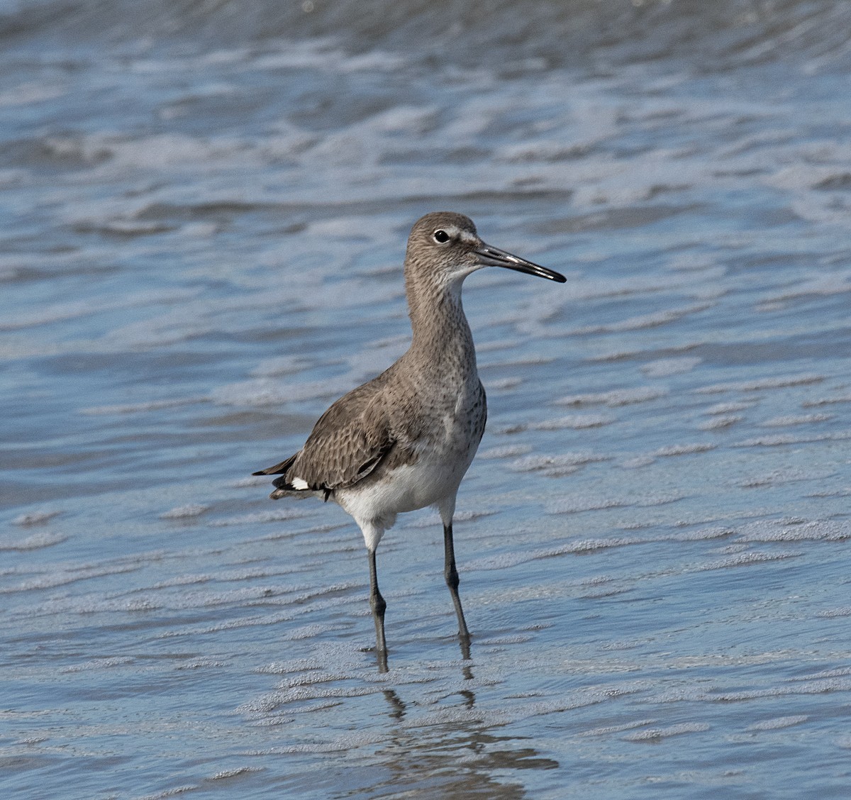 Willet - ML538019901