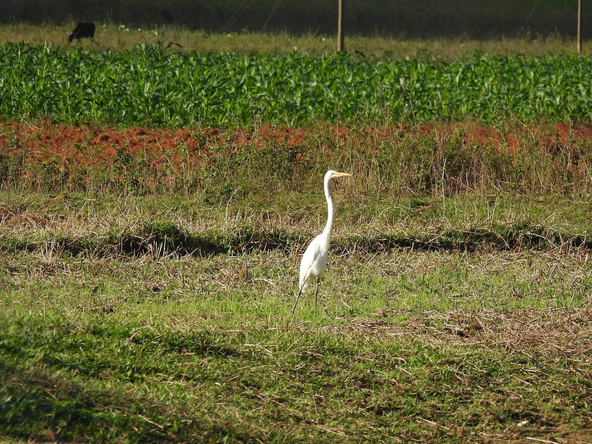 Great Egret - ML538021311