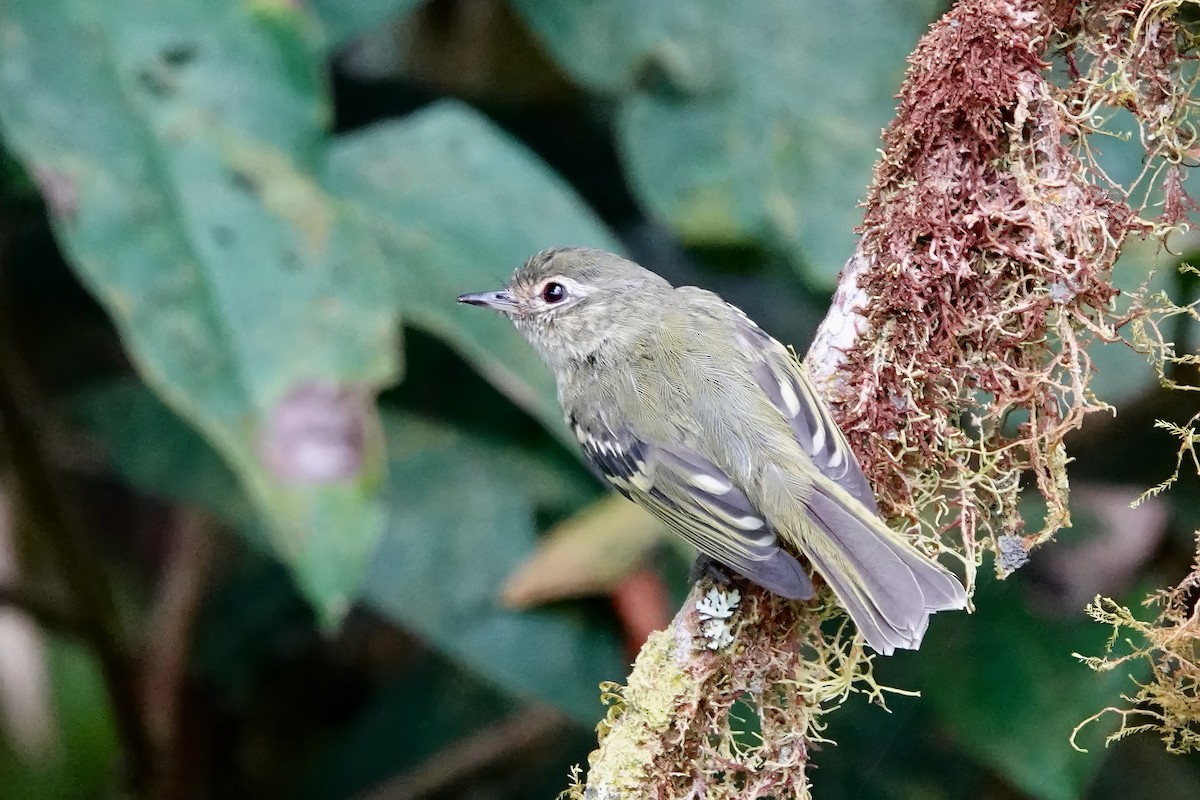 Bahia Tyrannulet - Whitney Mortimer