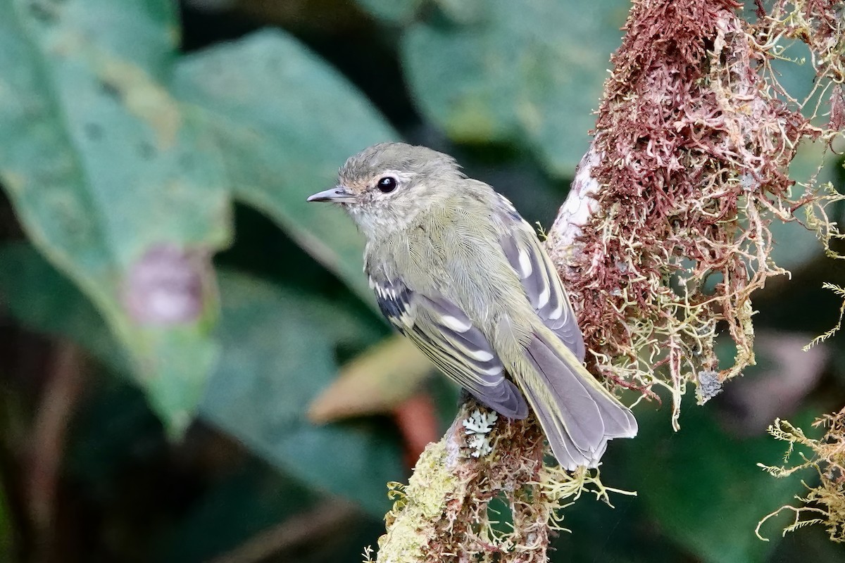 Bahia Tyrannulet - ML538021461