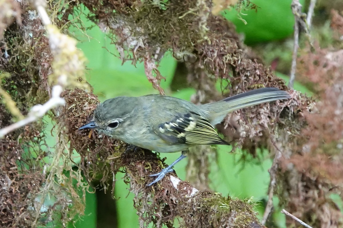 Bahia Tyrannulet - ML538021481