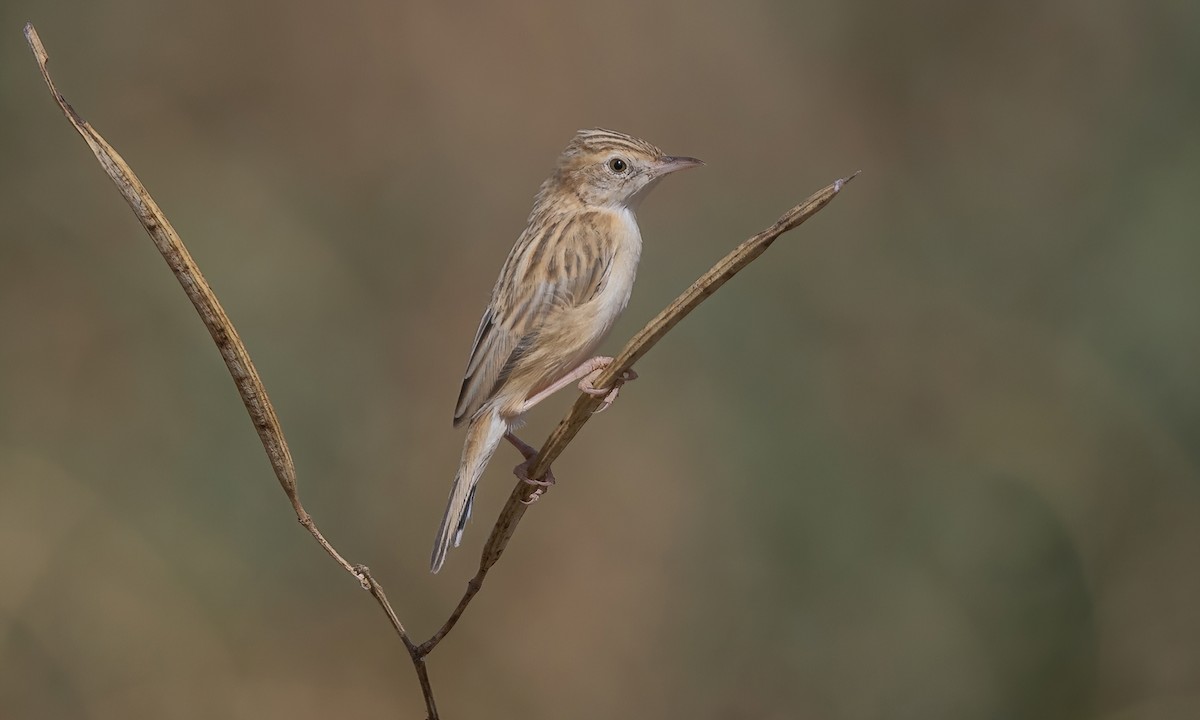 Desert Cisticola - ML538021821
