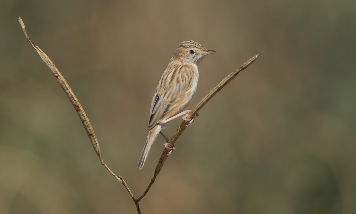 Desert Cisticola - ML538021831