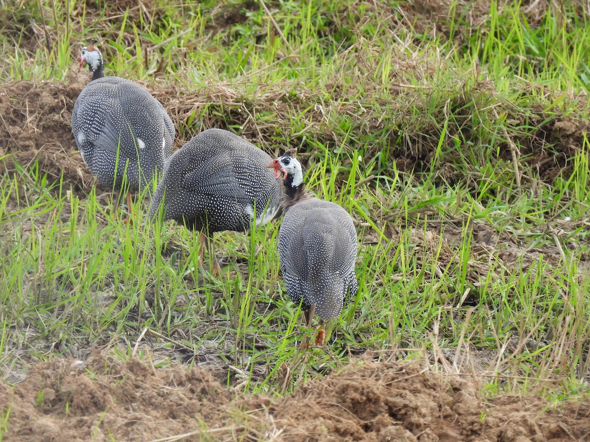 Helmeted Guineafowl (Domestic type) - ML538022531