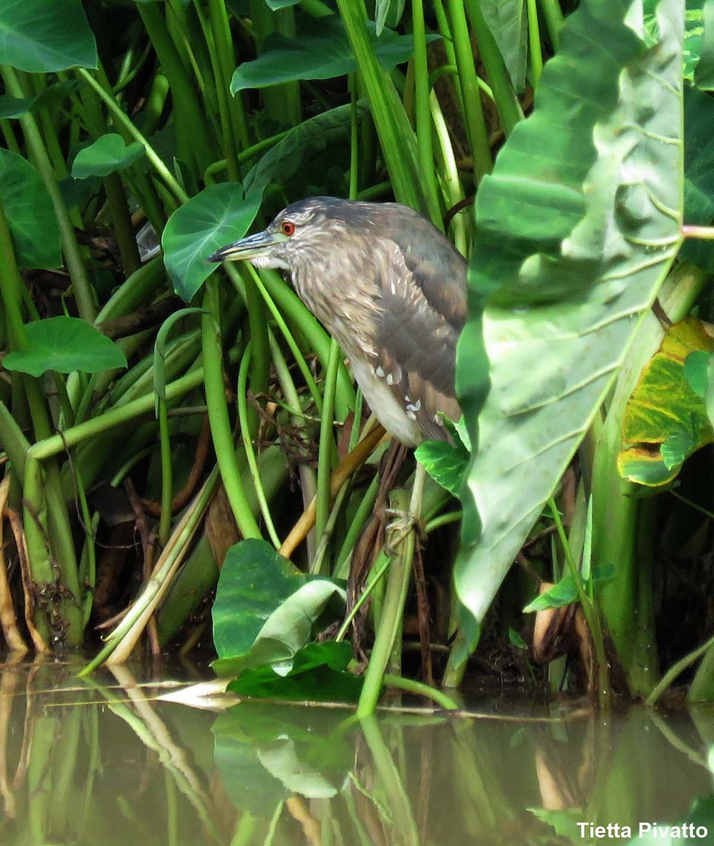 Black-crowned Night Heron - ML538023271