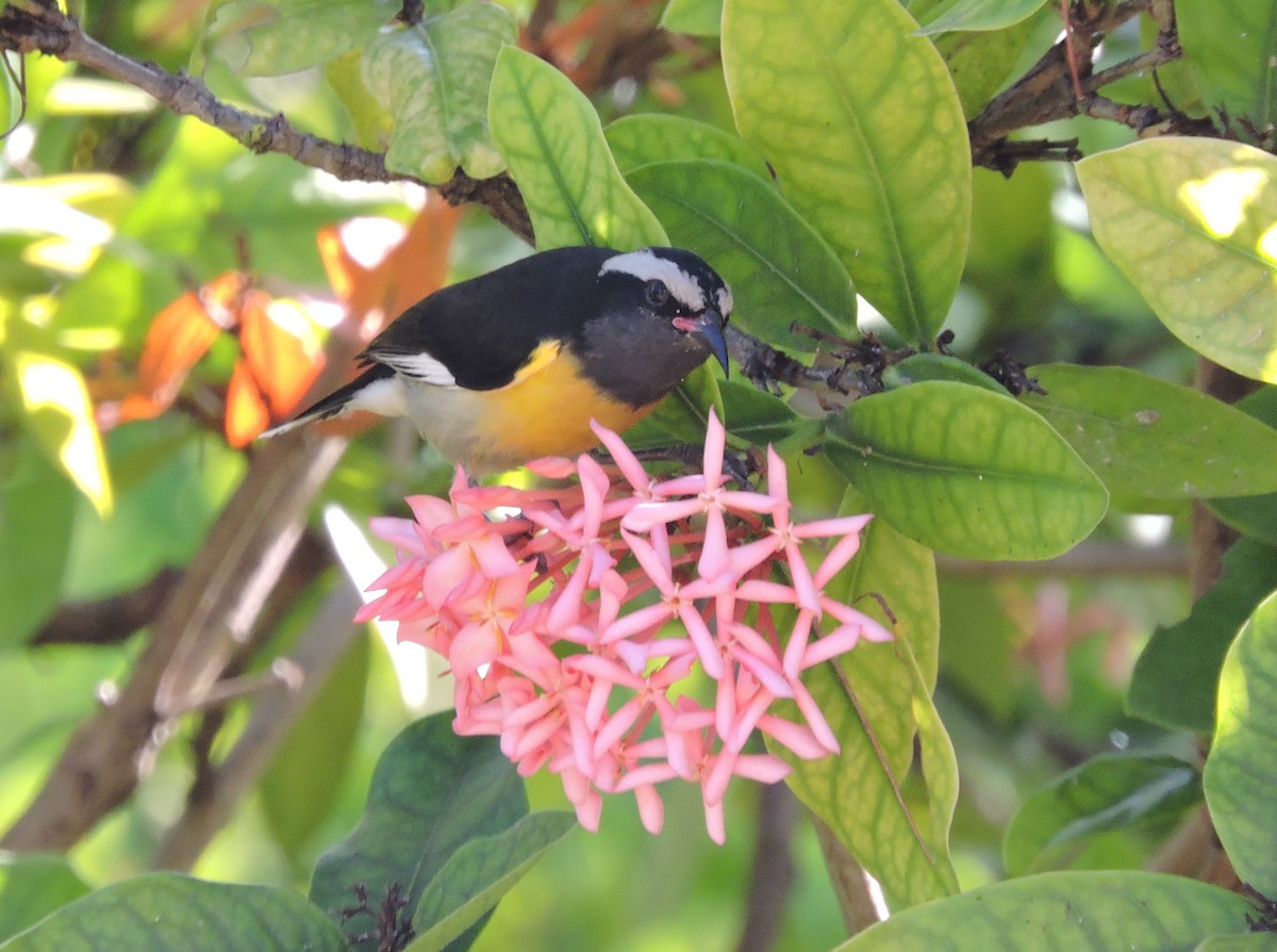 Bananaquit - ML538023361