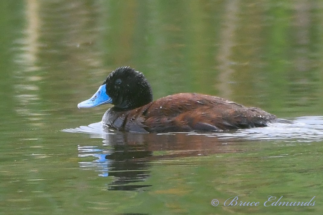 Blue-billed Duck - Bruce Edmunds