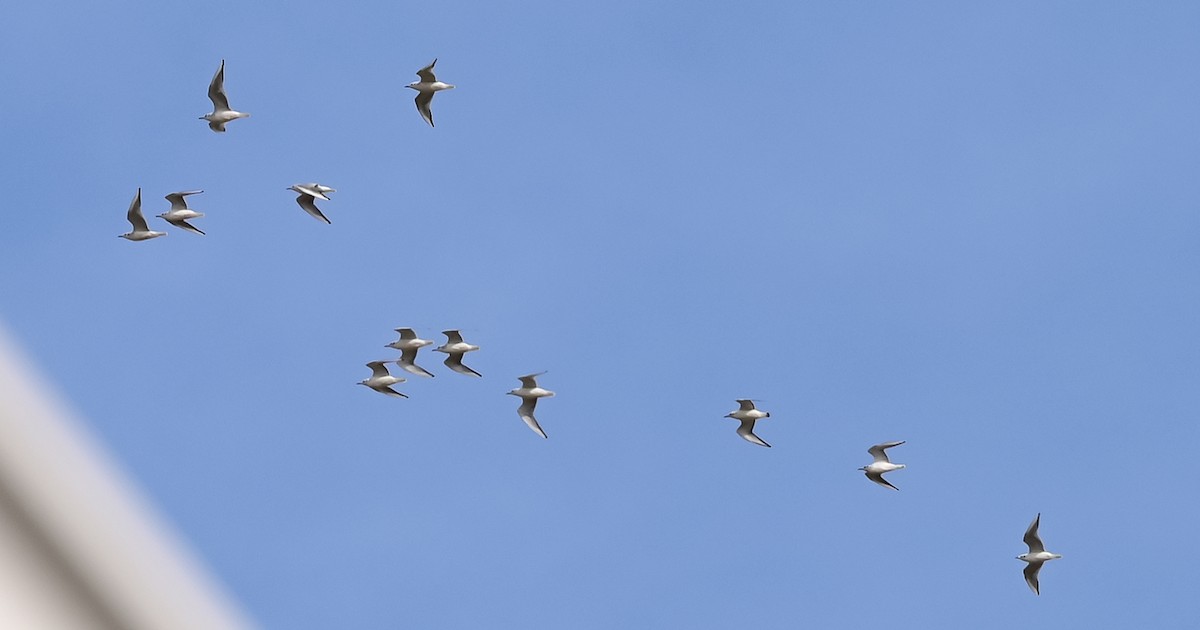 Bonaparte's Gull - ML538024091