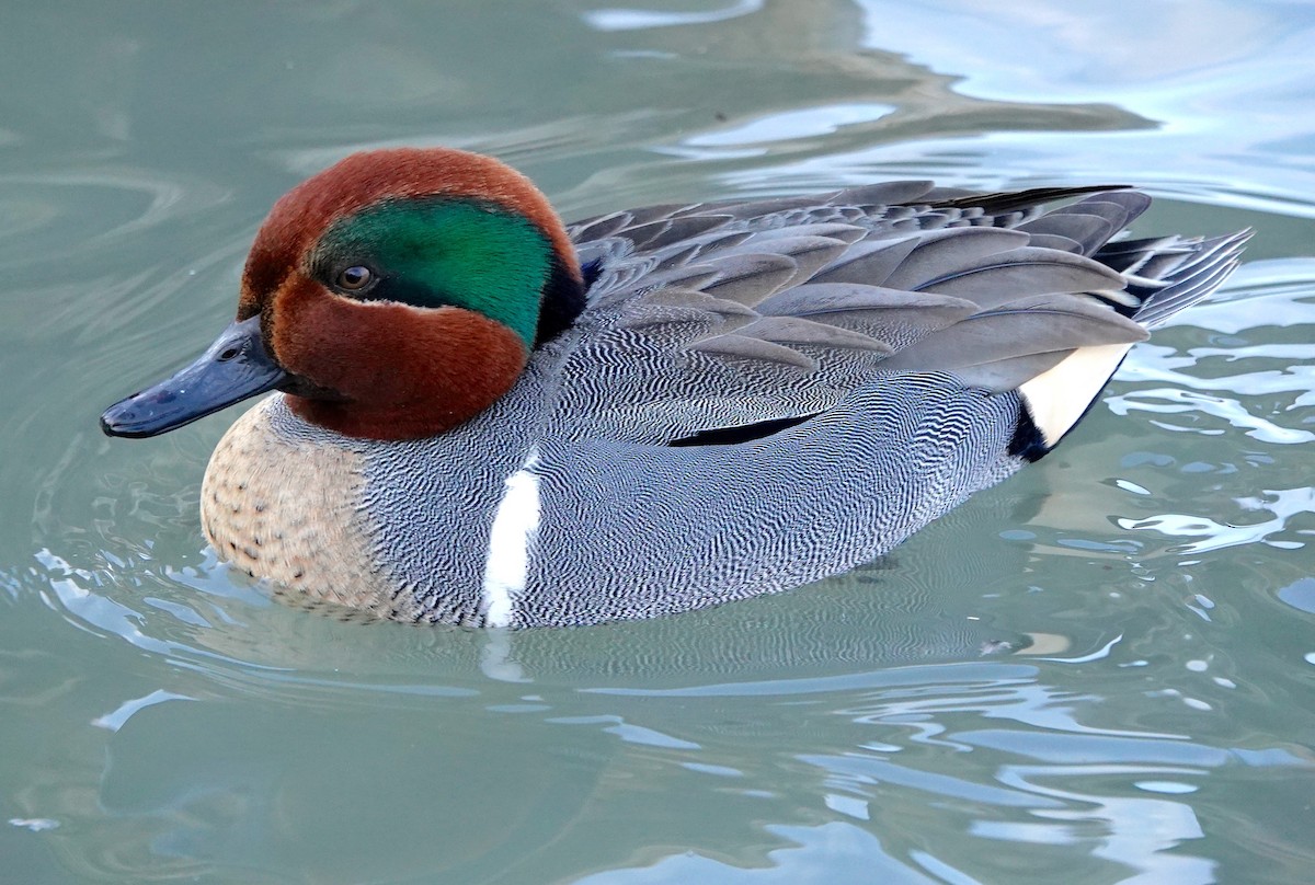 Green-winged Teal - Mary Kvasnic