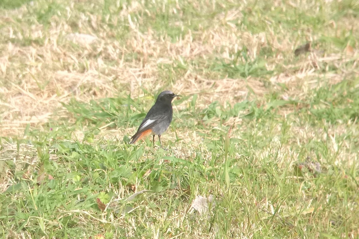 Black Redstart - ML538026541