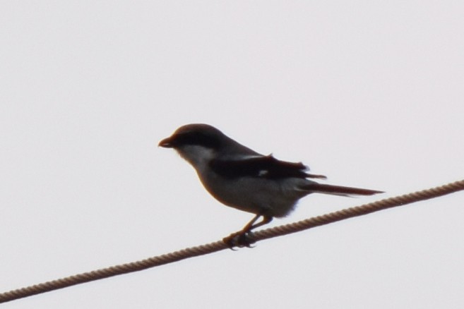 Loggerhead Shrike - ML538027921