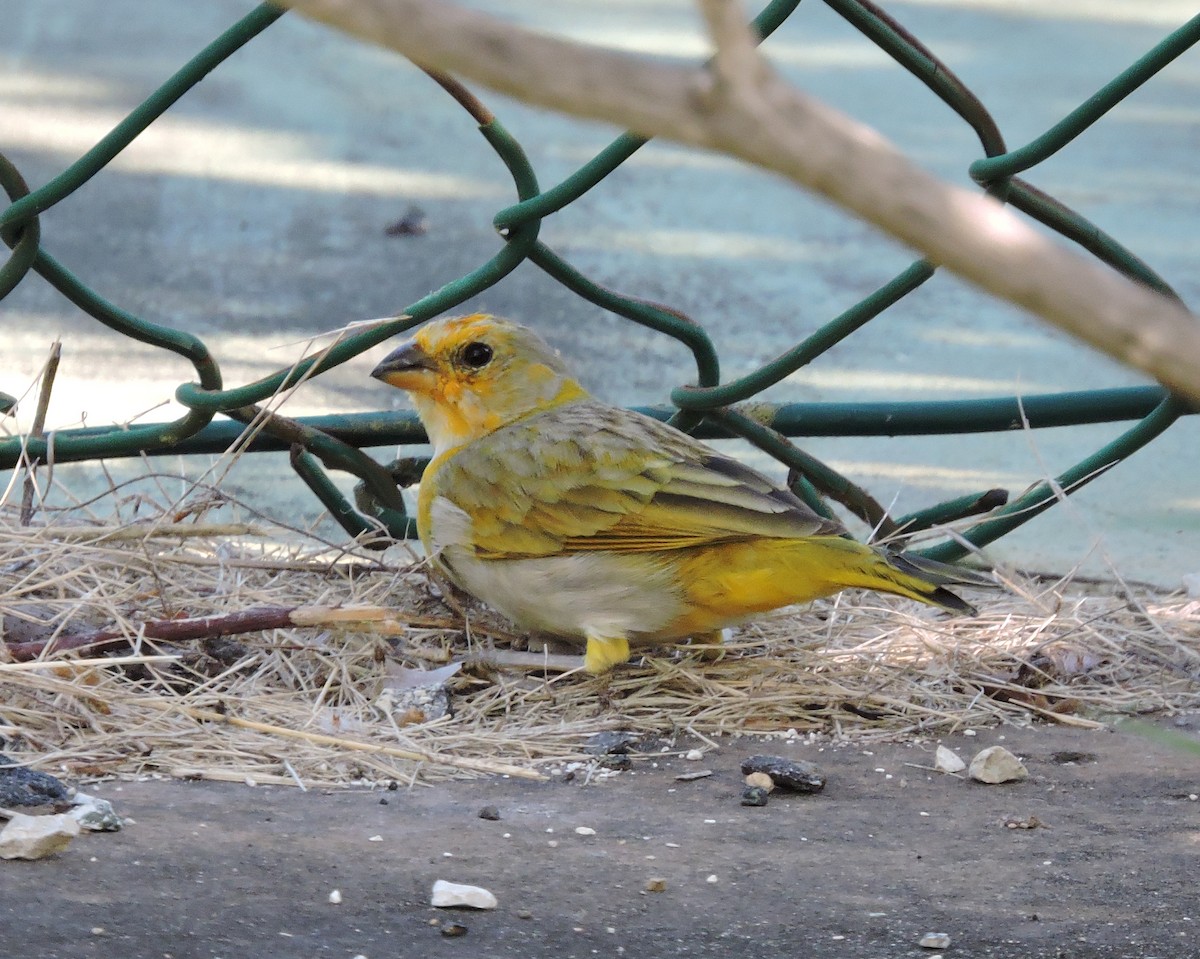Saffron Finch - ML538028571
