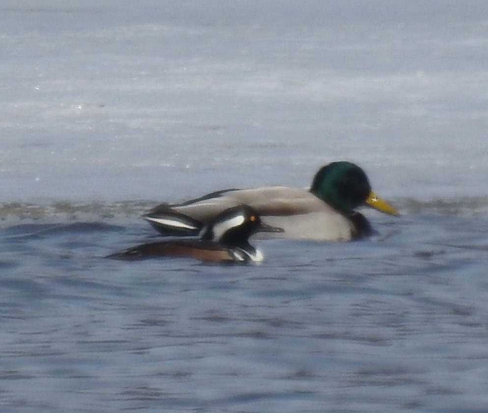 Hooded Merganser - ML538029221