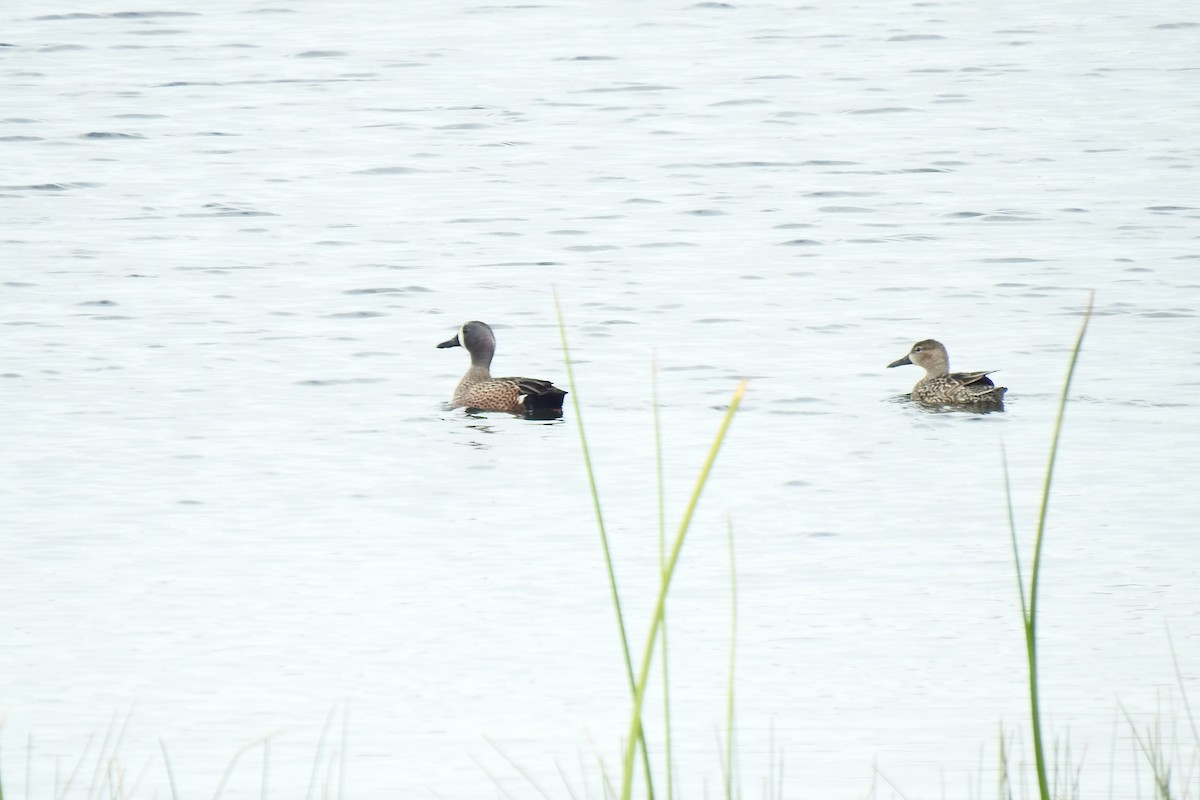 Blue-winged Teal - ML538029351