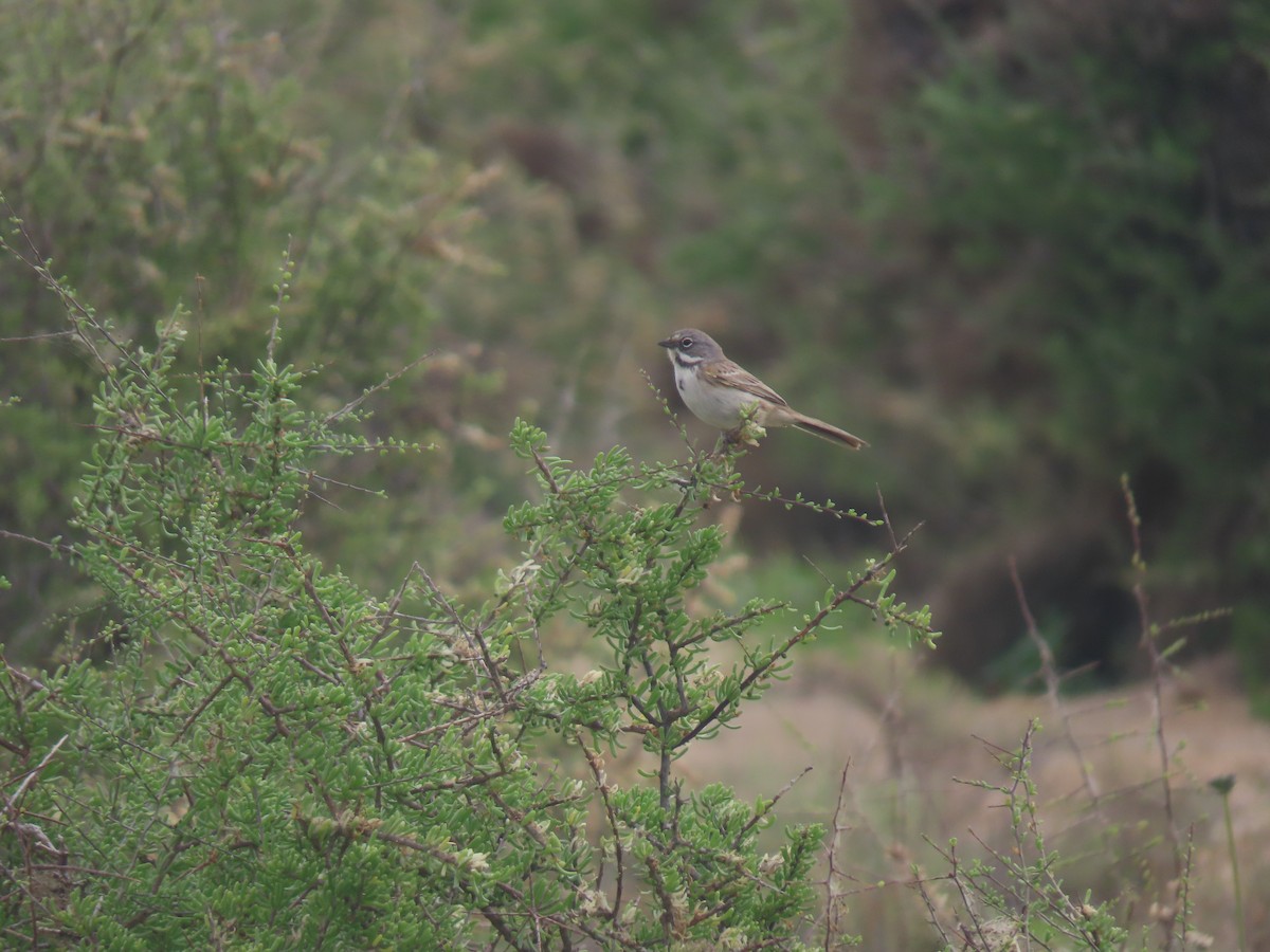 Bell's Sparrow (cinerea) - ML538029591