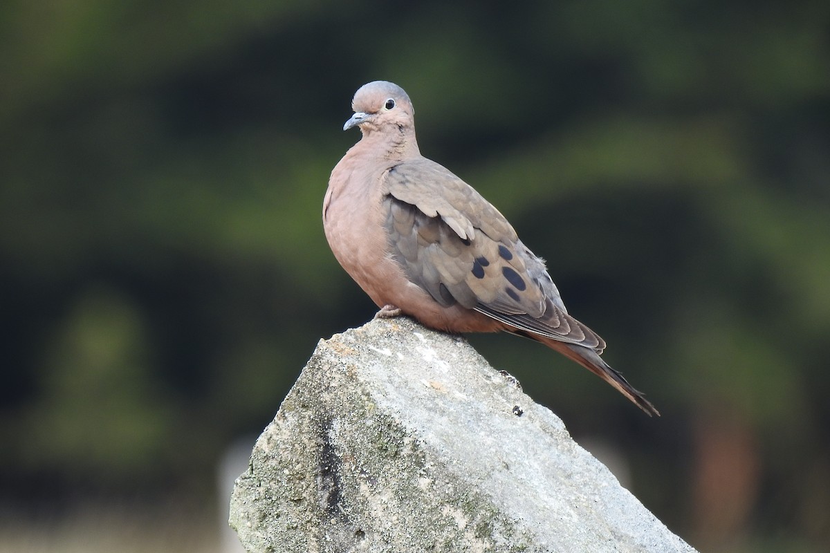 Eared Dove - Felipe Velasco