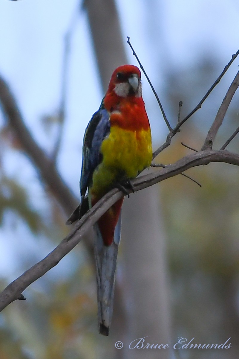 Eastern Rosella - ML538030511