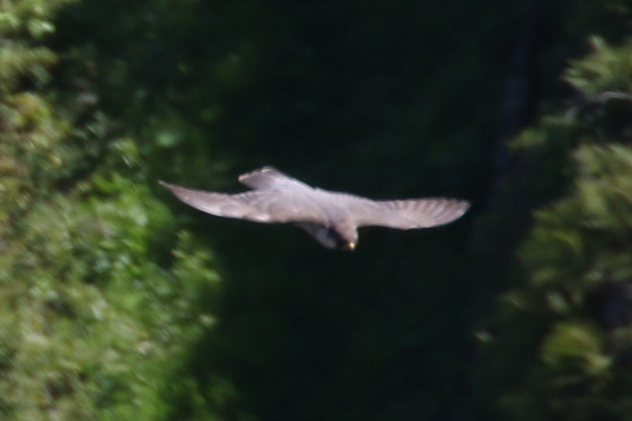 Peregrine Falcon - ML538030741