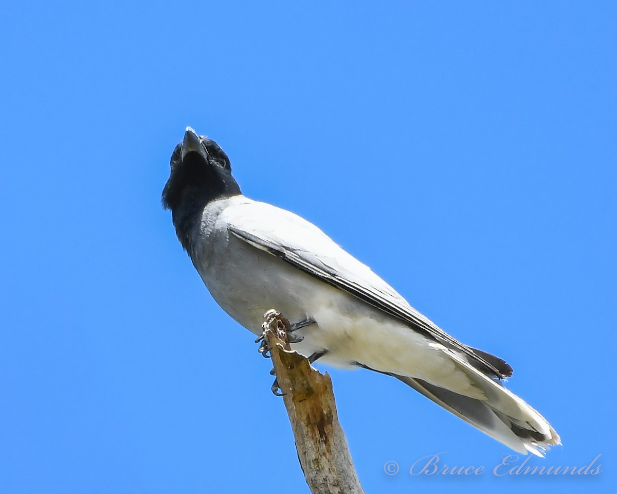 Black-faced Cuckooshrike - ML538030941