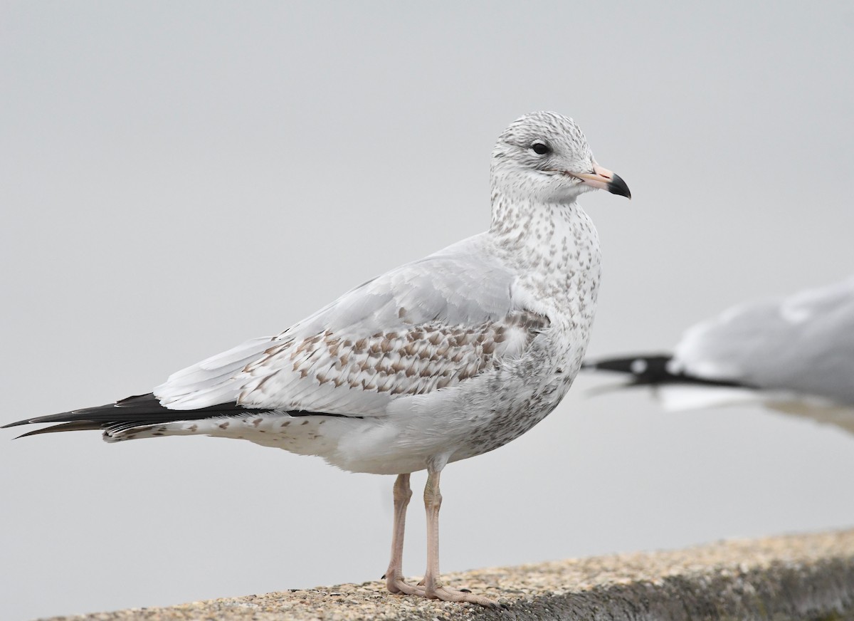 Ring-billed Gull - ML538030961