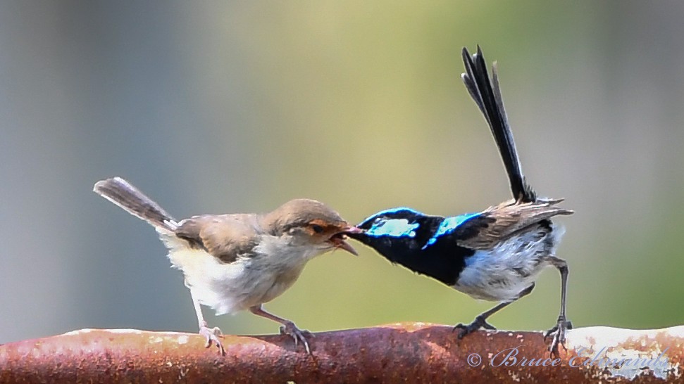 Superb Fairywren - ML538031591