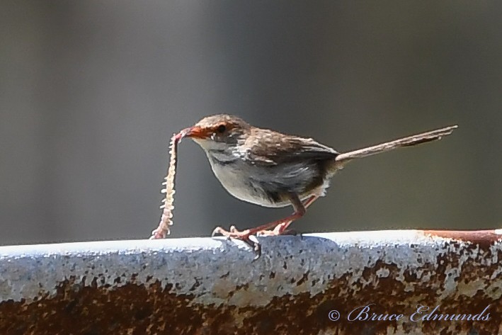 Superb Fairywren - ML538031691