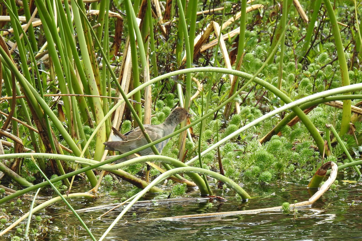 Purple Gallinule - ML538031711