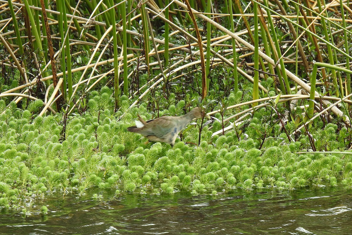 Purple Gallinule - ML538031721