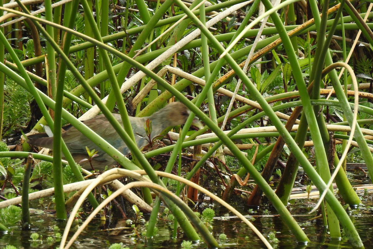 Purple Gallinule - ML538031731