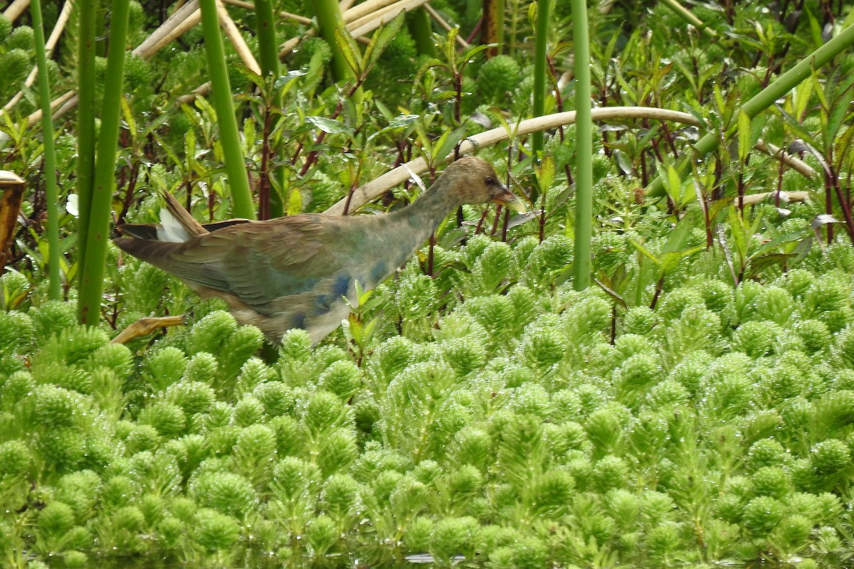 Purple Gallinule - ML538031751