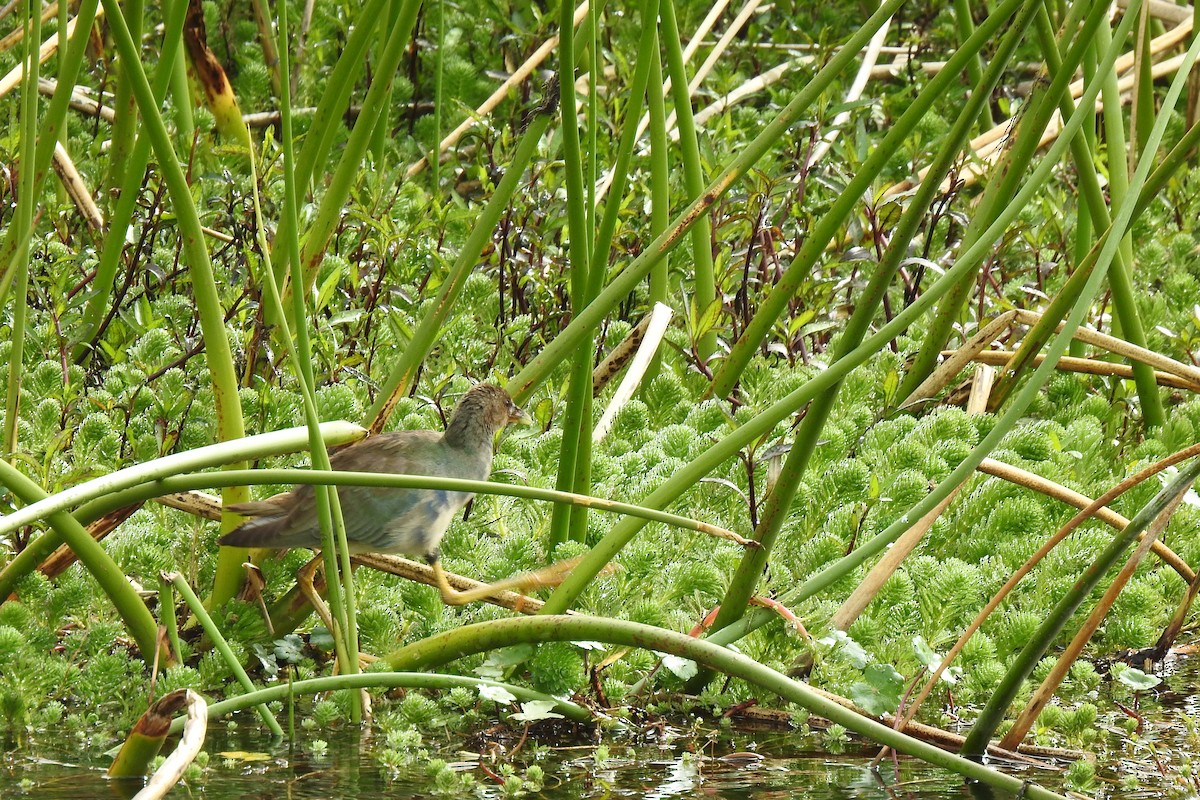 Purple Gallinule - ML538031761