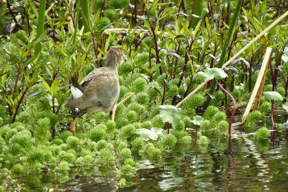 Purple Gallinule - ML538031771