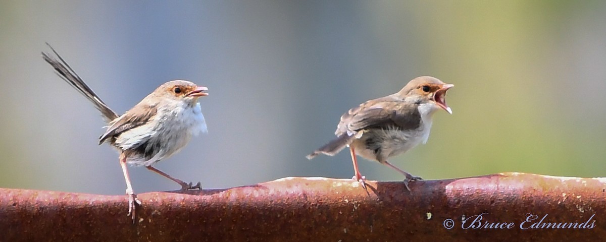 Superb Fairywren - ML538031861