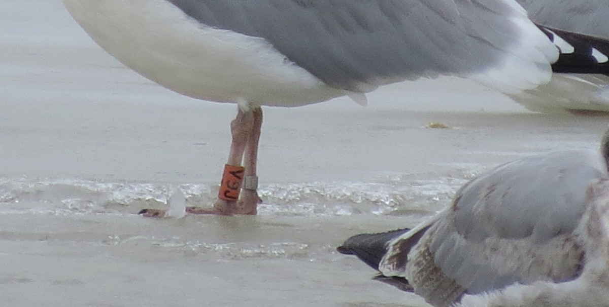 Herring Gull - ML538033331